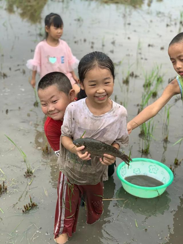 一场热闹的农事体验活动在这里开始了打谷,捉鱼
