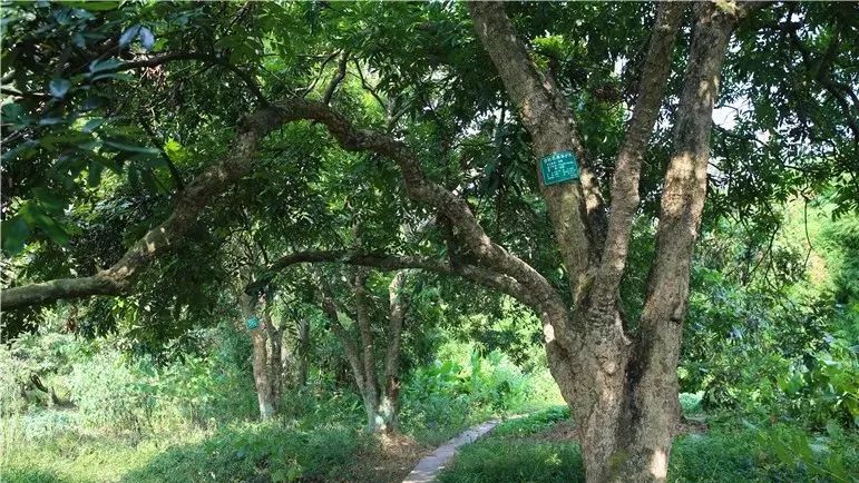 甜得粘手内江有片百年龙眼老树林肉多核小周末约起来