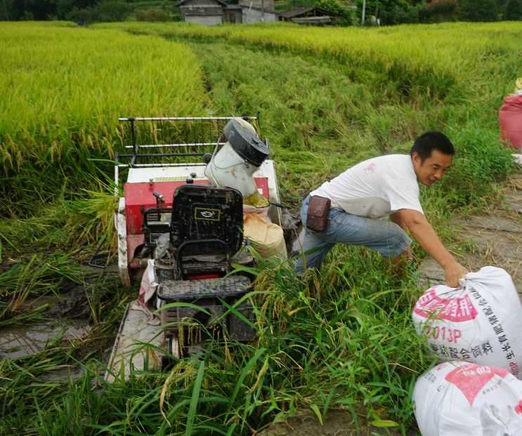 君哥家庭农场的负责人卞晓红说"虽然今年天气情况恶劣,雨水较多,使得