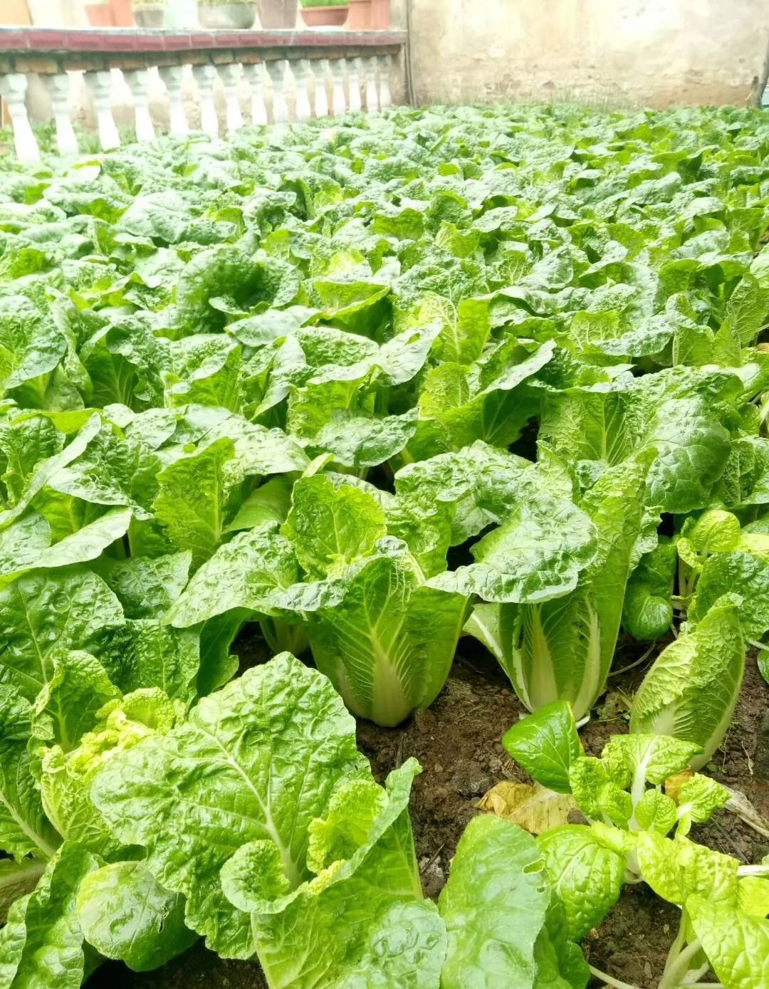 在砖缝里种菜,一手掰出个大白菜,大写的牛!