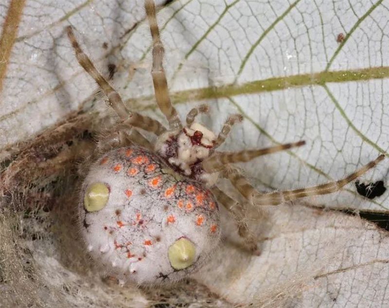 流星锤蜘蛛不过呢,总算有人慧眼识"蛛",指出这种蜘蛛学名叫"天啊,如果