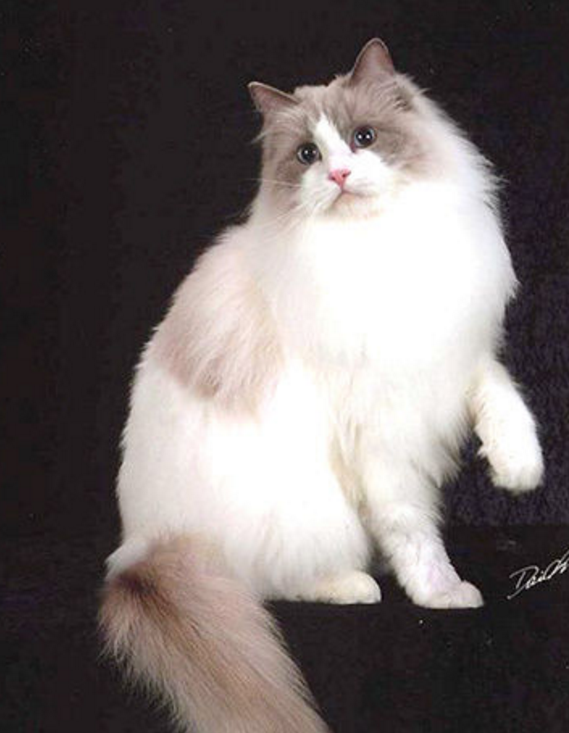 布偶猫和伯曼猫有很高的相似度,很多人都会把这两种猫搞混,所以大家