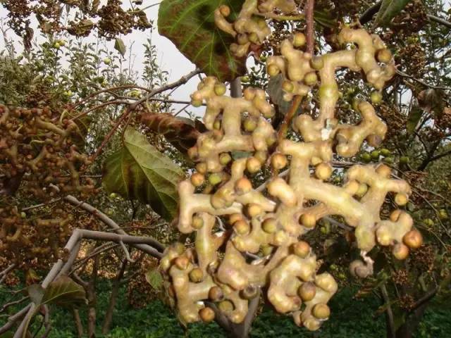 刺莓又叫刺泡!浑身带刺,弄不好就把手扎了,酸酸甜甜,美味极了!