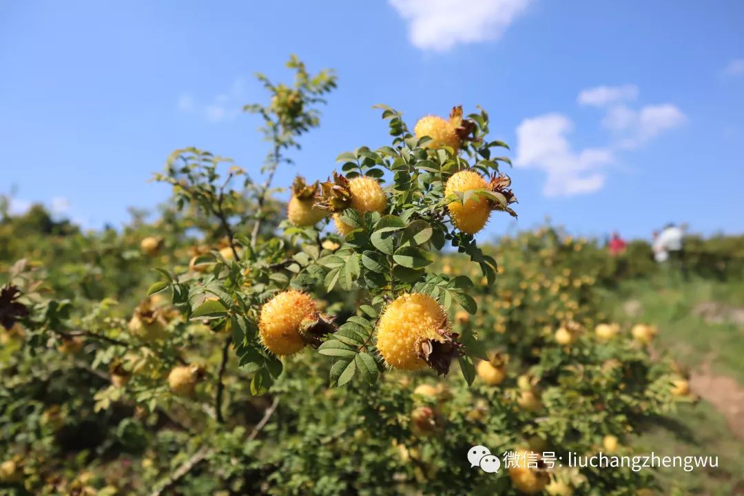 康熙三十六年(公元1697年)的《黔书》在中国史料上最早对刺梨的形态