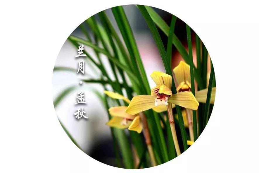 最风雅日照茶兰月孟秋