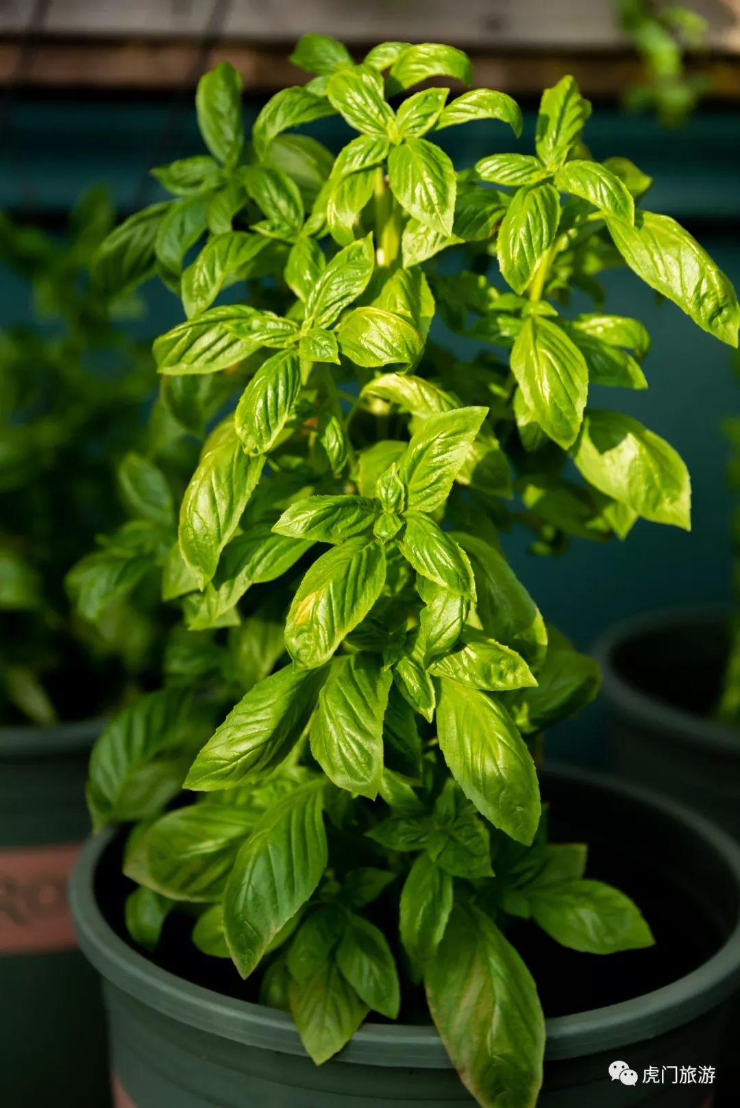 会发现到是薄荷,罗勒,百里香,香茅,迷迭香,小茴香,奥勒冈,丁香,金钱草