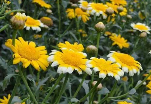 它貌不惊人,却被称为"皇帝菜",还降压,清血管,养心肺