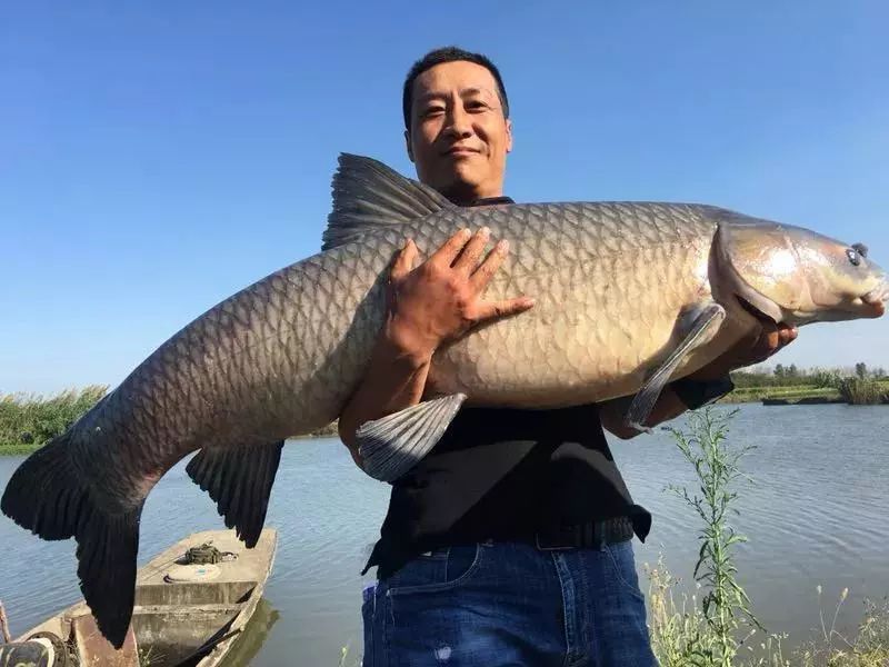 钓鱼爱好者捕获大鳡鱼长153厘米足足60斤重