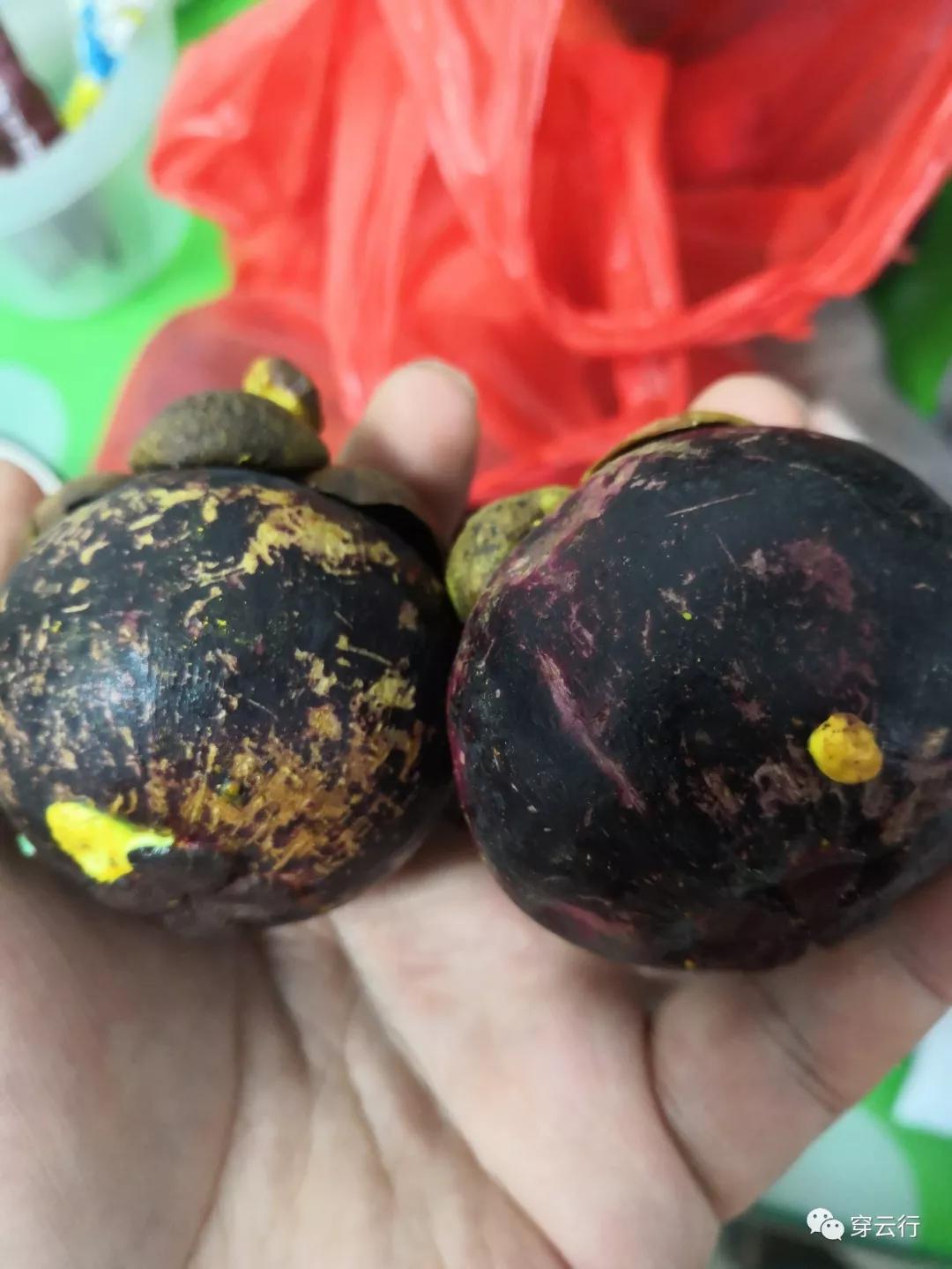 真假山竹一颗山竹苗的打假经历