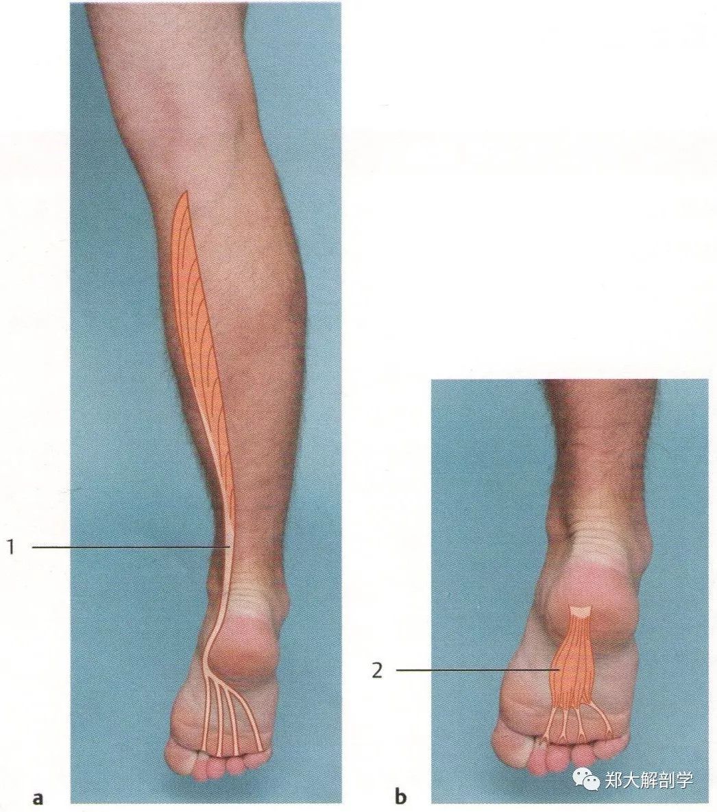 趾长屈肌起止点图片