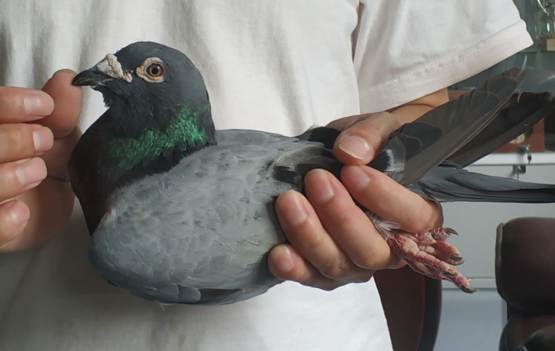 鸽半叔叔本身上海2002年500公里50560元总冠军,即龙园大铭鸽夺金宝龙!