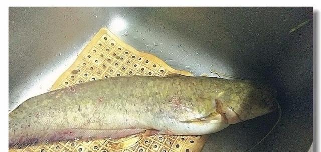 这种鱼最被人看不上,但全身都是营养,比甲鱼补,4元1斤没人要_鲶鱼