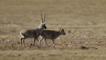 仅重100克的一条藏羚羊绒披肩,市场售价竟达5万美元.