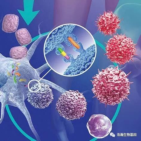 鉅細胞病毒感染了近半數人類卻被用於開發抗癌療法