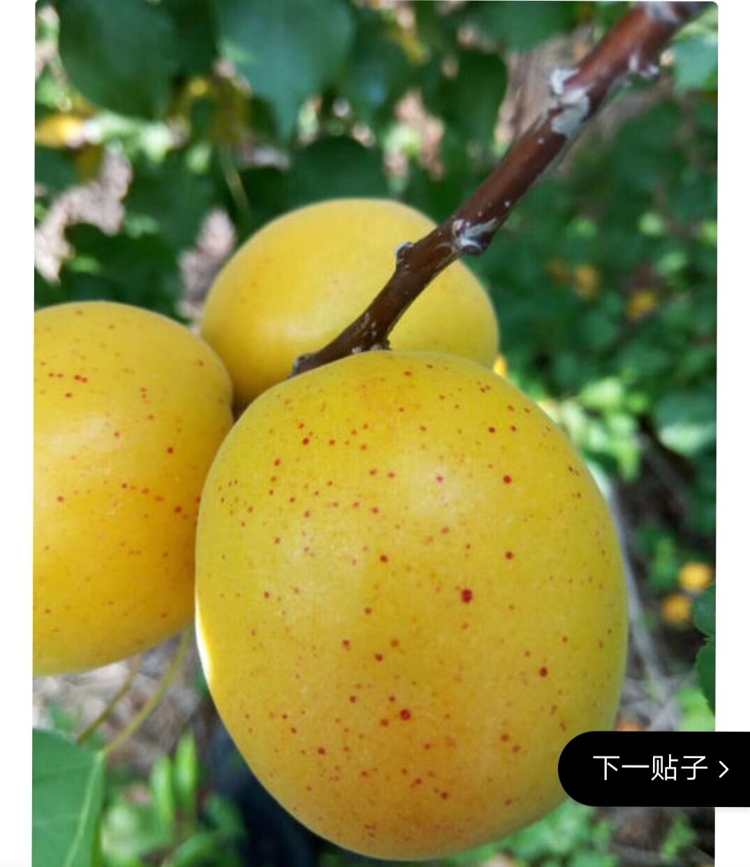 杏的新品种——荷兰香蜜杏_杏树