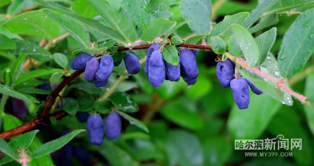 四等奖《蓝靛果》 吴冬平四等奖《颗粒归仓》韩伟四等奖《赫哲族渔猎