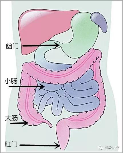 大肠小肠如何连接图片