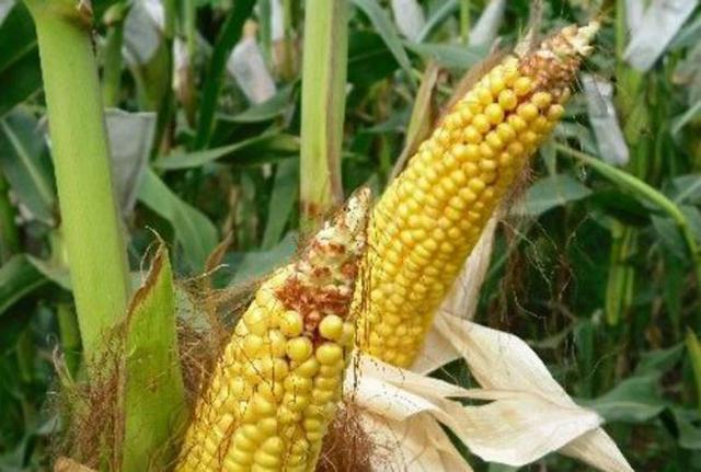 玉米还有一个月收获,但田间70%出现秃尖,到底咋回事_种植