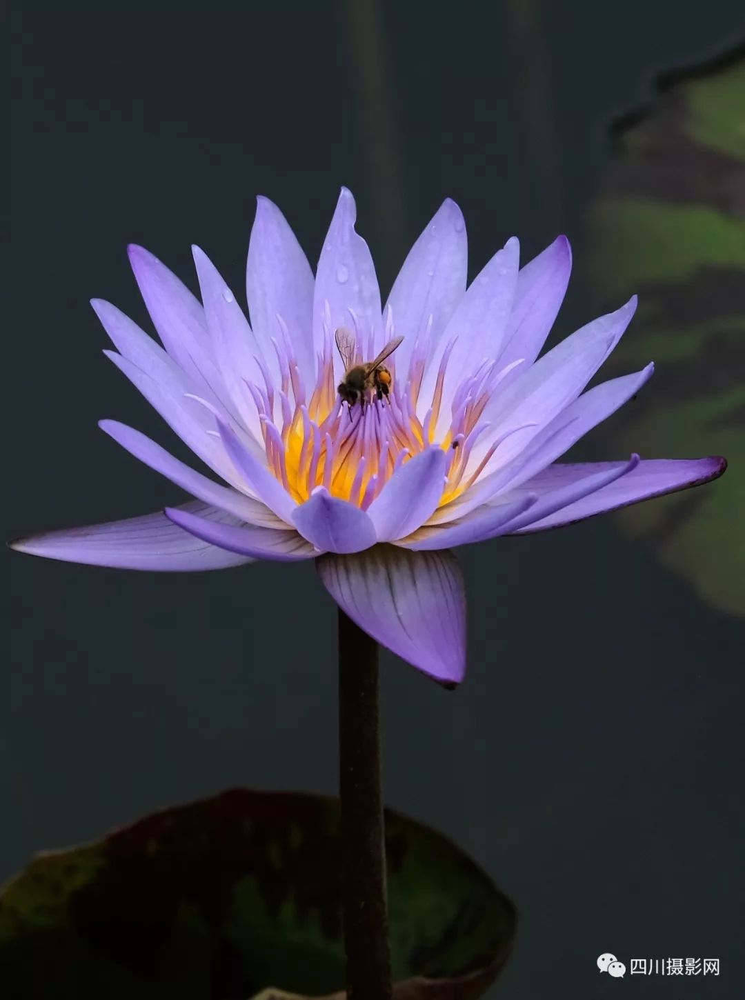 [荷花摄影大赛作品分享] 与世无争| 2019荷花-蓝睡莲