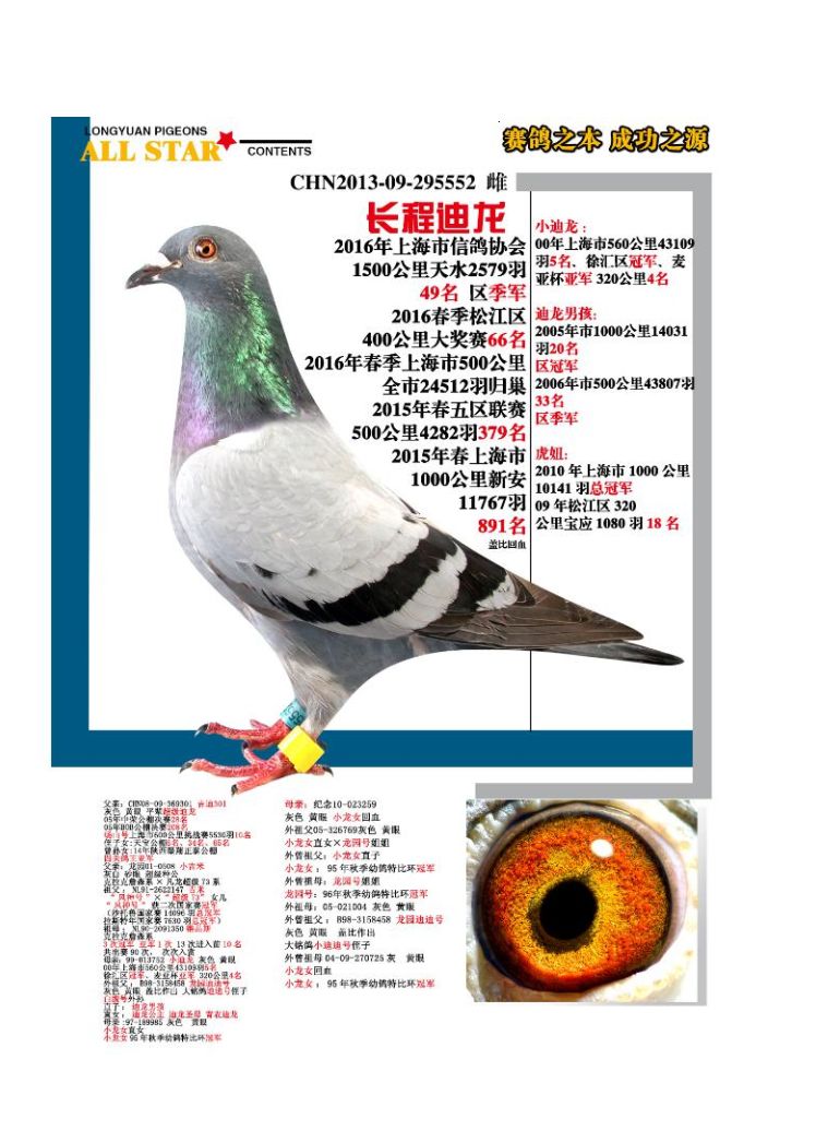 上海龙园鸽业10羽优秀种鸽欣赏拍卖血统利奥003盖比慕