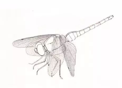 图文教程工笔蜻蜓蝈蝈画法步骤