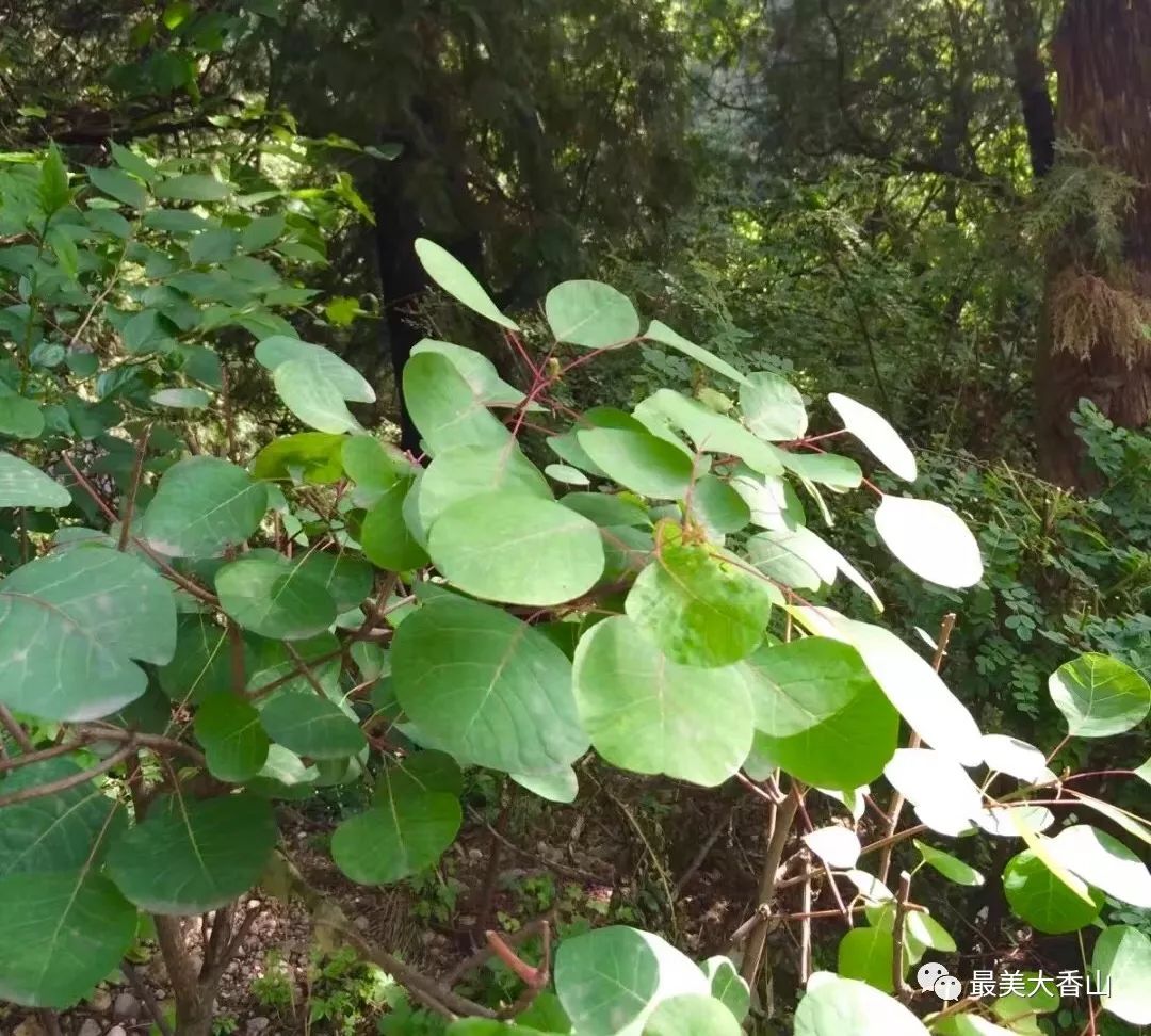 香山黃櫨美翻這個秋天