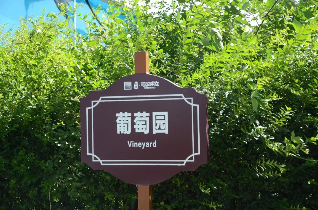 158元1大1小葡萄随便吃来新密曲梁可润农庄收获初秋的甜蜜还有花海哟