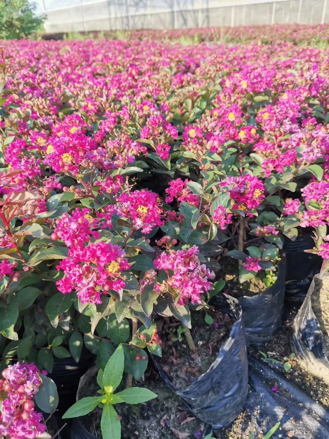 2019长兴花木大会新优品种展参选品种百丽矮紫薇