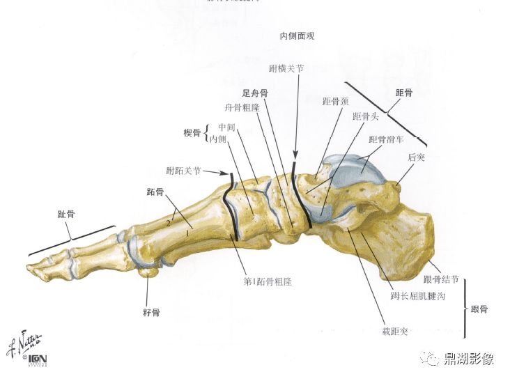 足骨x线解剖图图片