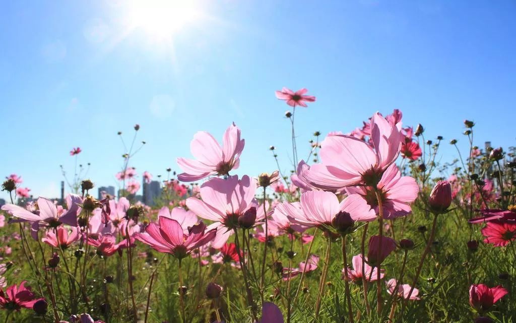 莲语大自然在说话朗读嘉宾邢沛金