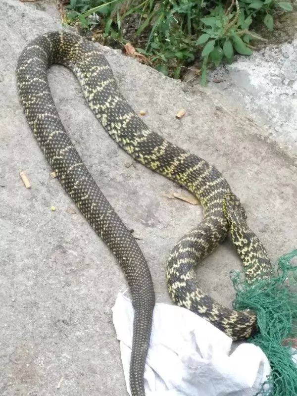 泸州网友路边发现一条大蛇,足足有10斤重!