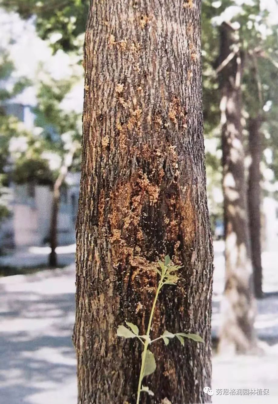 木蠹蛾