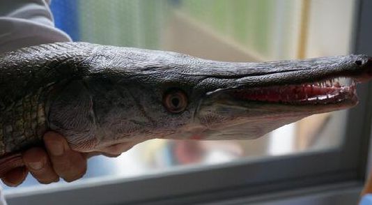 尖嘴鳄是长得像鳄鱼的淡水鱼跟鲨鱼有的一拼