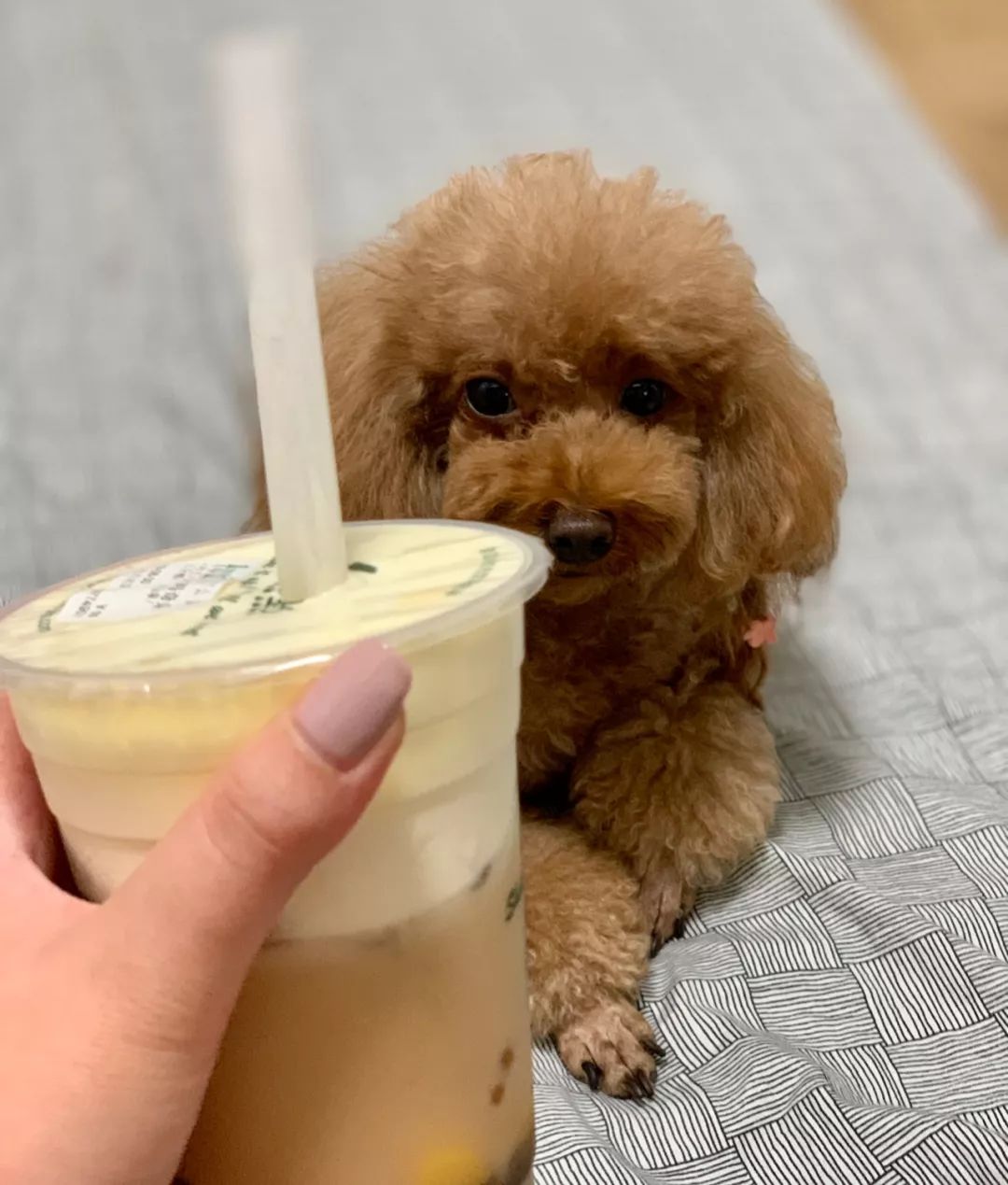 铲屎官喝下午茶狗狗想喝却喝不到表情好委屈