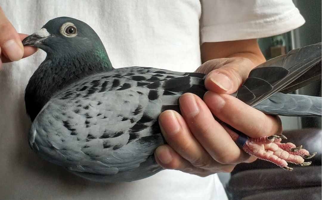 上海龙园鸽业10羽优秀种鸽欣赏拍卖血统利奥003盖比慕利门克拉克詹森