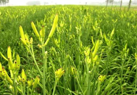 黄花菜采摘后,掌握4个管理技巧,来年开出更多花,产量更高_种植户