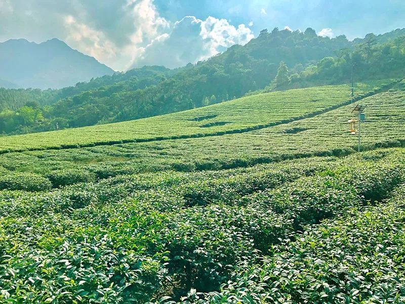 英红2019|高山红茶 汤色清澈透亮,杯中挂金圈,独特蜜果香味,这款红茶