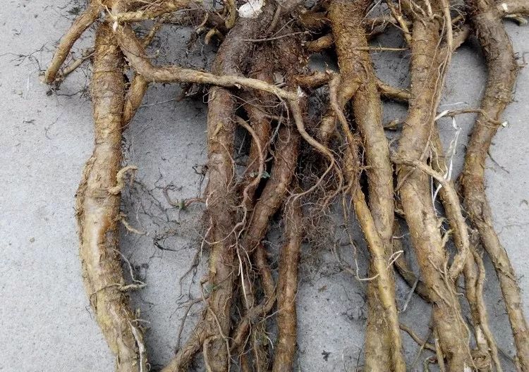 良药苦口谈苦味中药