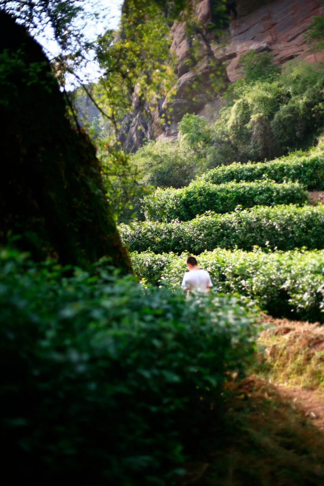 山场主人陈墩杰金交椅的山场味就是一股认真的味道