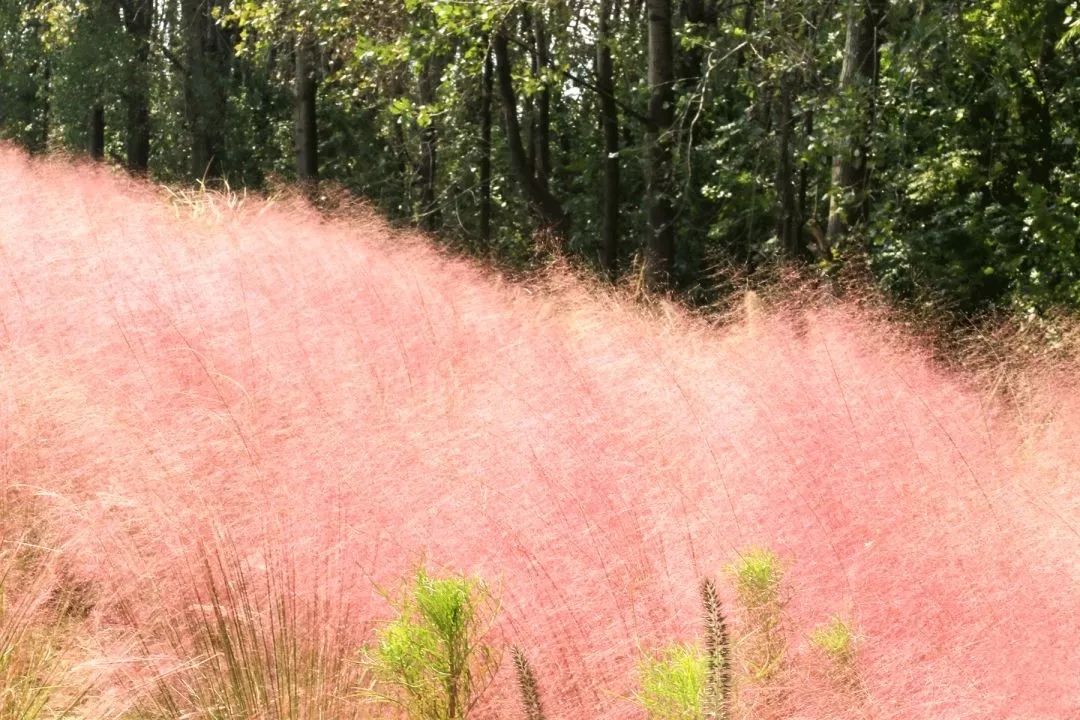 再过两天这些地方将美到惊艳马鞍山人快快收藏