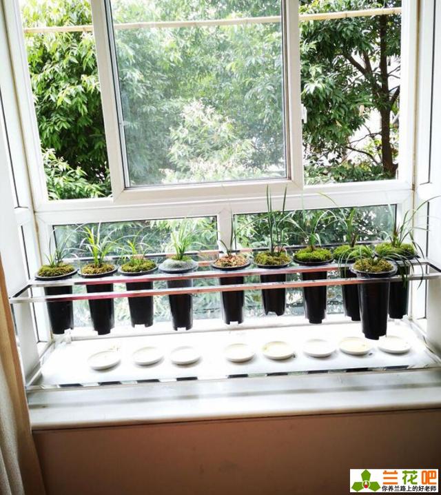 原创阳台养兰花要注意什么