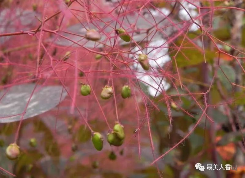 黄栌果实图片图片