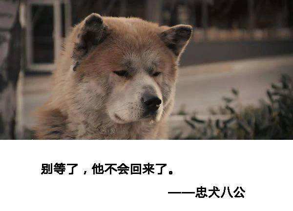 别等了他不会回来了