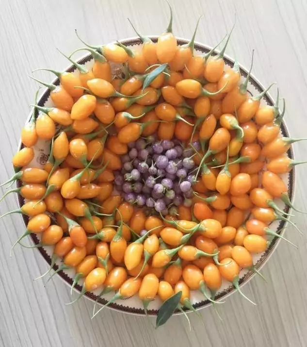 谁说枸杞只有红黑两色最新选育的七彩枸杞美到哭