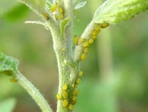 喷施杀菌剂的时候,可以加入毒死蜱,吡虫啉或啶虫脒防治蚜虫,食心虫和