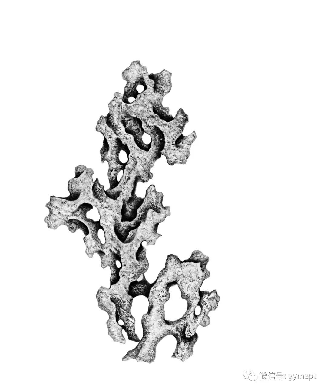 张洪雷的赏石全形拓