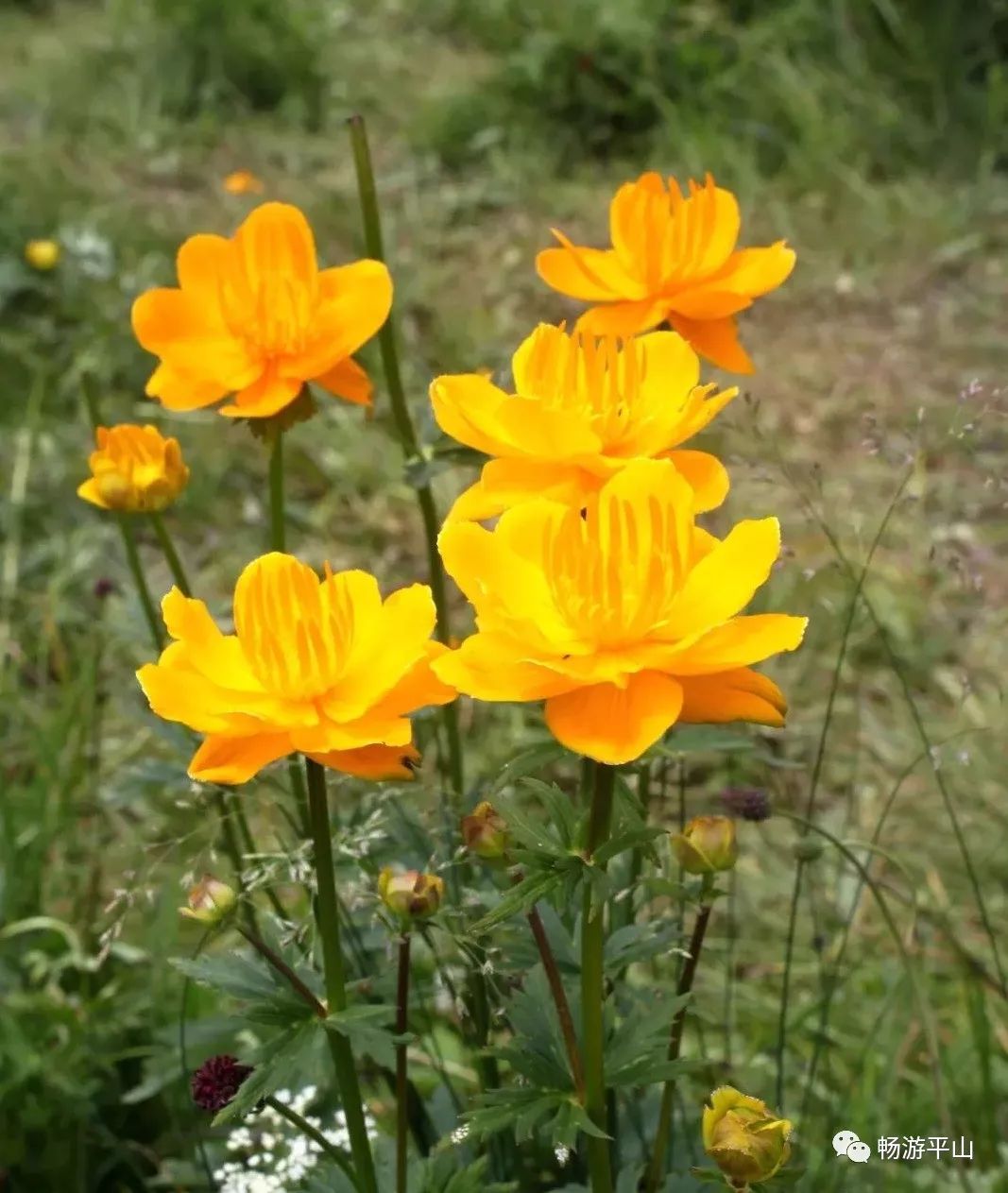 香约河北21金莲花开成海河北藏着个世外桃源仙到没朋友