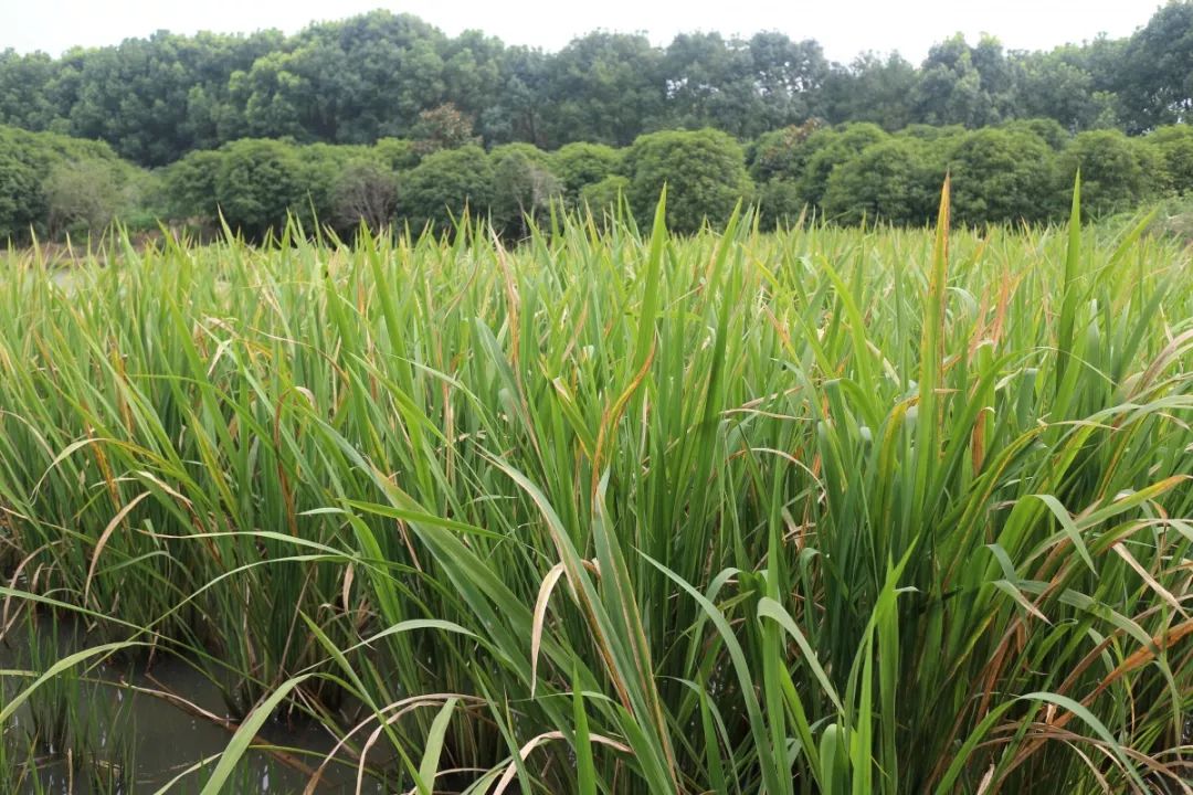 圆锥花序,雌雄同株,雌花在上,雄花在下,结狭圆柱形果实,这就是"菰米"