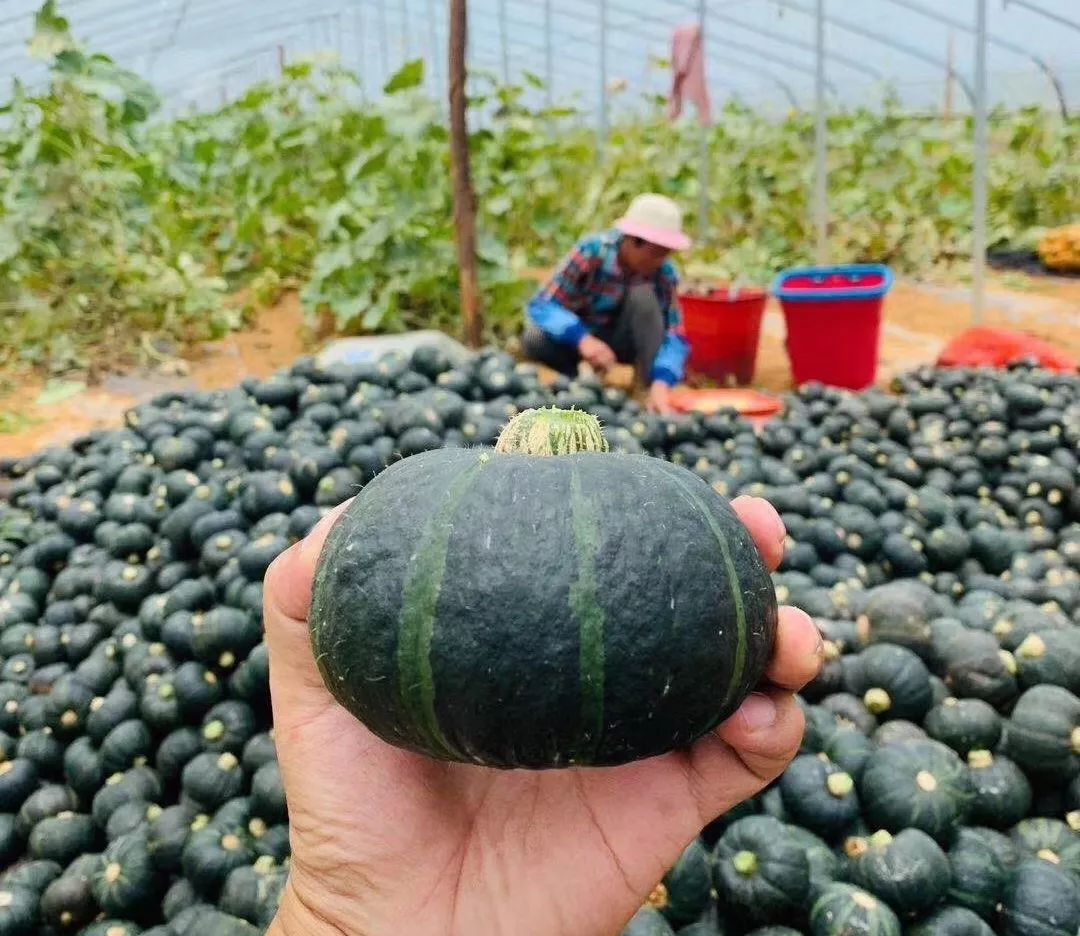 减肥的朋友通常会避免吃甜食,那么贝贝南瓜就是你们的福音啦!
