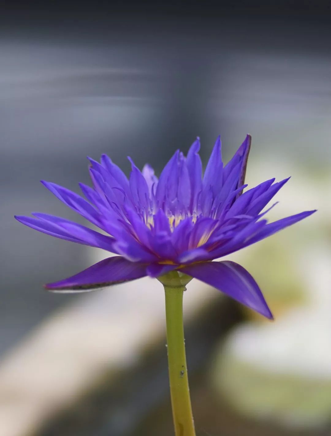 紫色睡莲惊艳辰山植物园睡莲展,美貌无比,速来一观!_品种